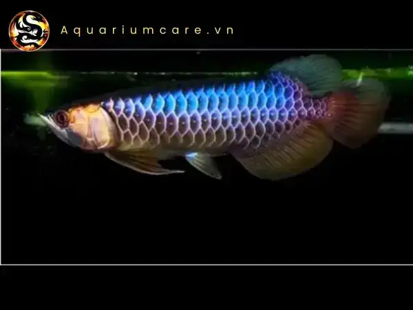 Cá Rồng Blue Base Crossback