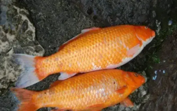 Cá Rồng Bơi Nghiêng