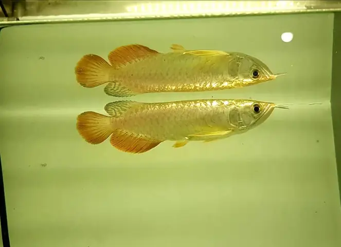 Cá Rồng Bối Vàng