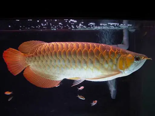 Cá Rồng Cao Lưng Là Gì