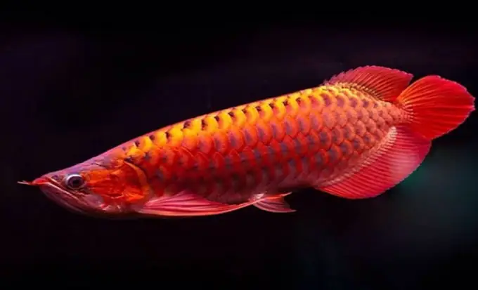 Cá Rồng Dư Môi