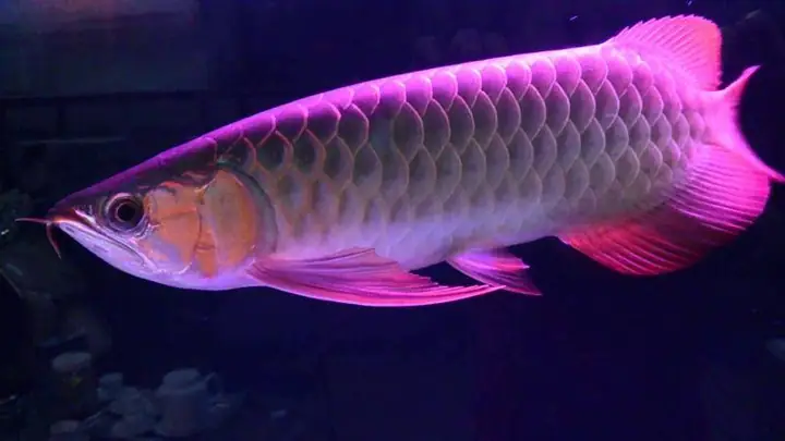 Cá Rồng Đuôi Đỏ Cá Rồng Đuôi Đỏ
