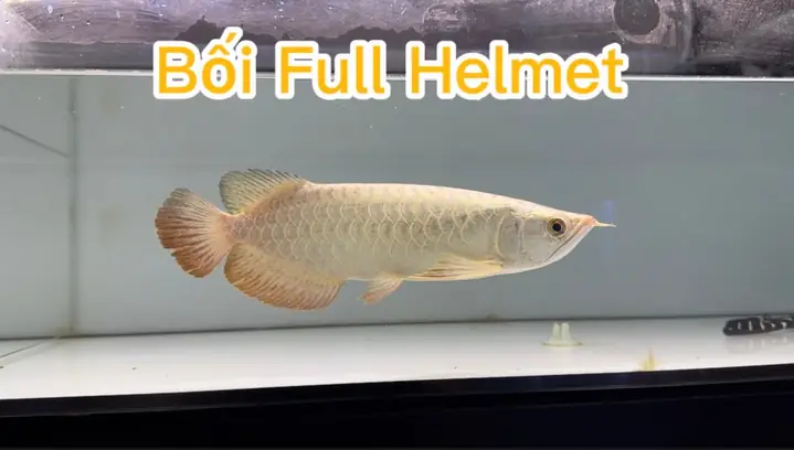 Cá Rồng Full Helmet