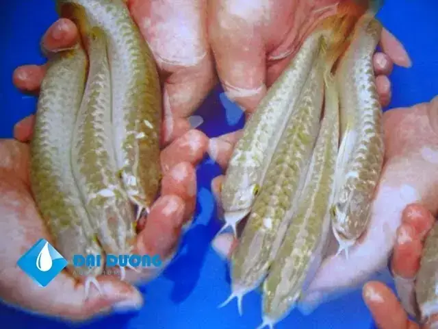 Cá Rồng Golden Head Là Gì