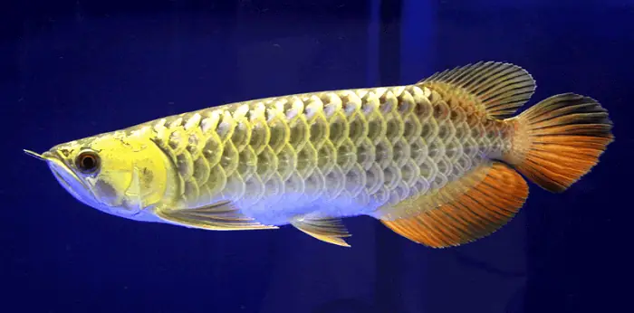 Cá Rồng Highback Là Gì