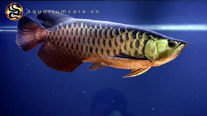 Cá Rồng Highback Splendour