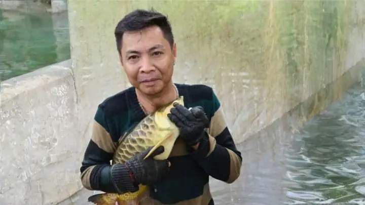 Cá Rồng Hoàng Nam