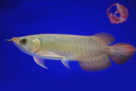 Cá Rồng Huyết Long Con