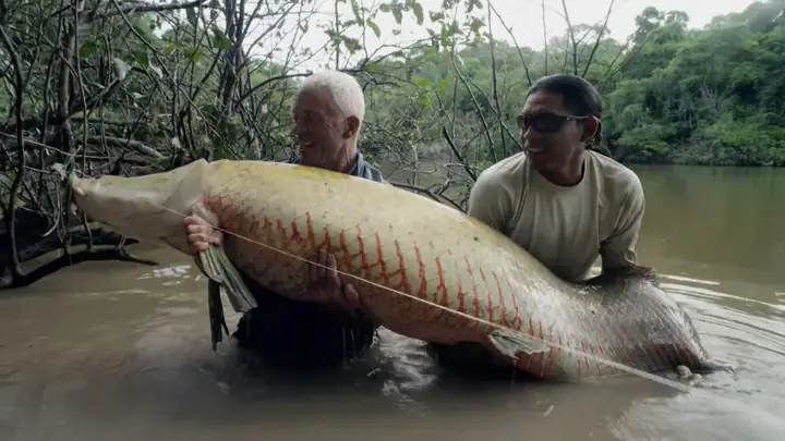 Cá Rồng Khổng Lồ