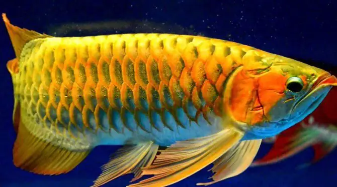 Cá Rồng Lên Màu Cá Rồng Lên Màu