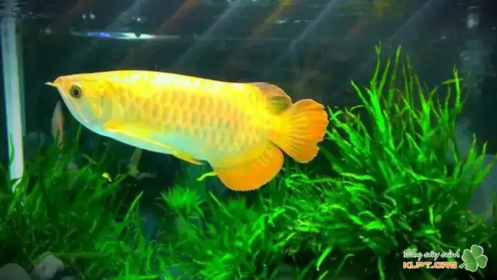 Cá Rồng Lười Bơi