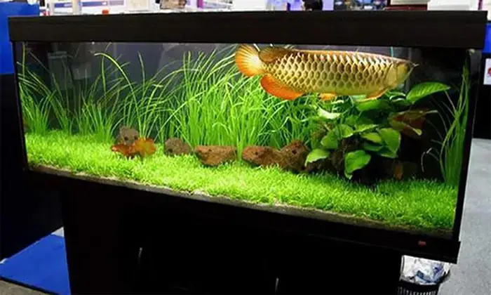 Cá Rồng Nuôi Bao Lâu Thì Lớn