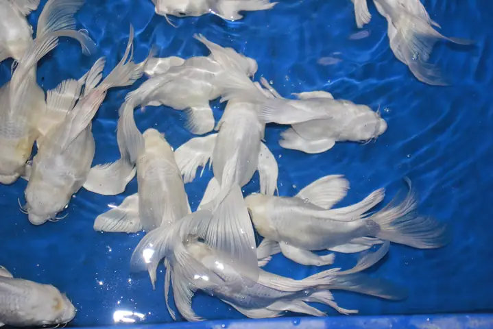 Cá Rồng Quy Nhơn