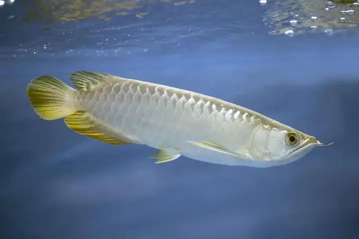 Cá Rồng Royal Gold