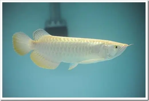 Cá Rồng Royal Gold Là Gì