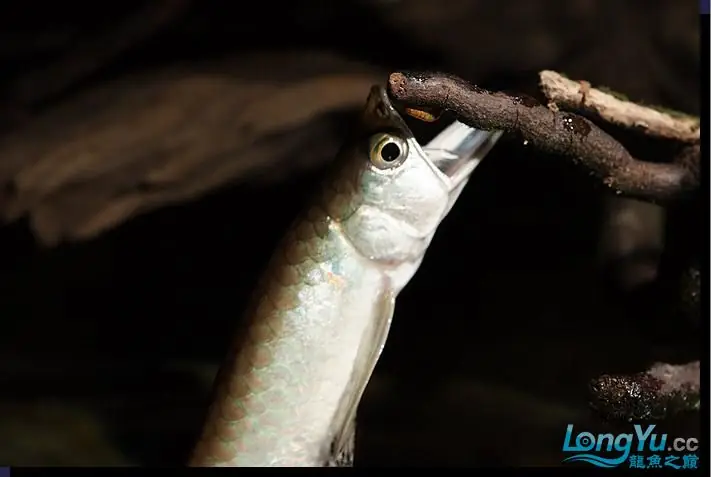 Cá Rồng Săn Mồi Cá Rồng Săn Mồi