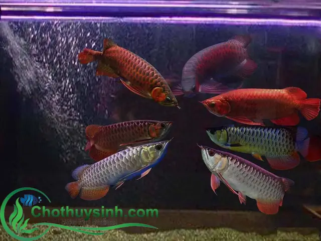 Cá Rồng Size Nhỏ Giá Rẻ Cá Rồng Size Nhỏ Giá Rẻ