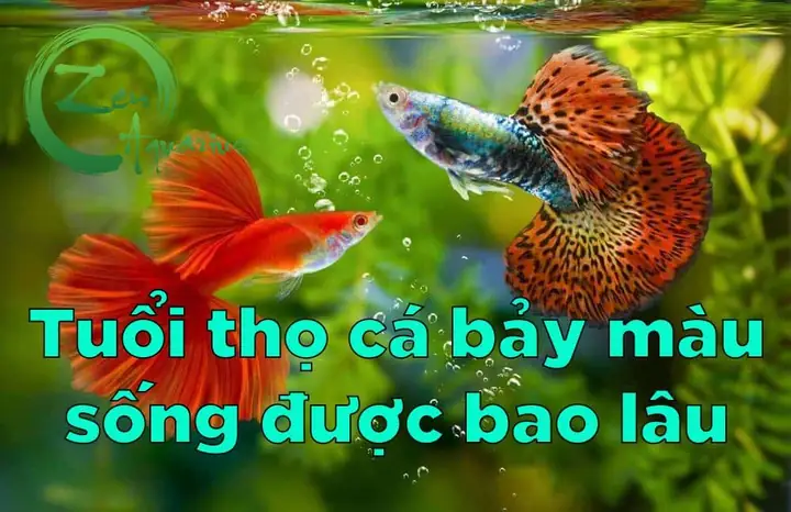 Cá Rồng Sống Được Bao Lâu