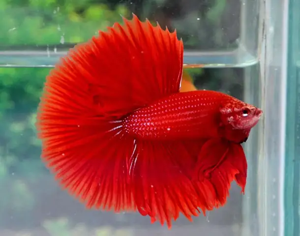 Cá Rồng Super Red