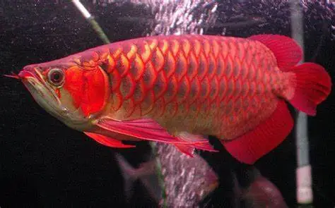 Cá Rồng Tiếng Anh