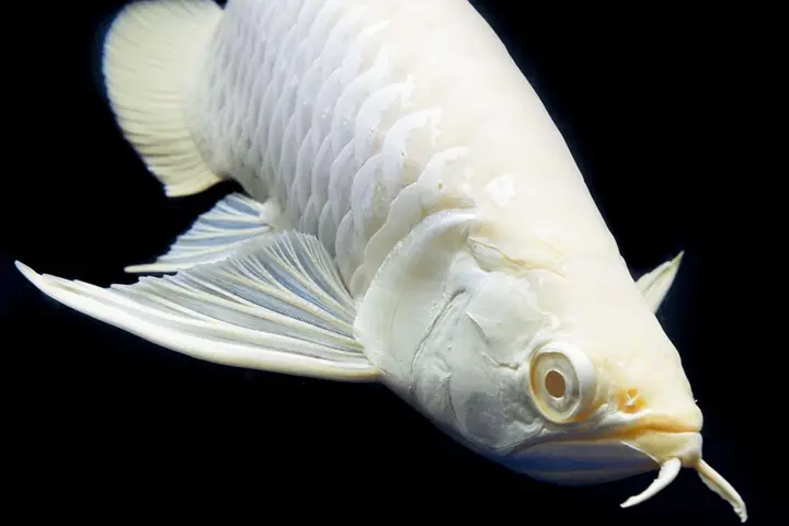 Cá Rồng To Nhất Thế Giới