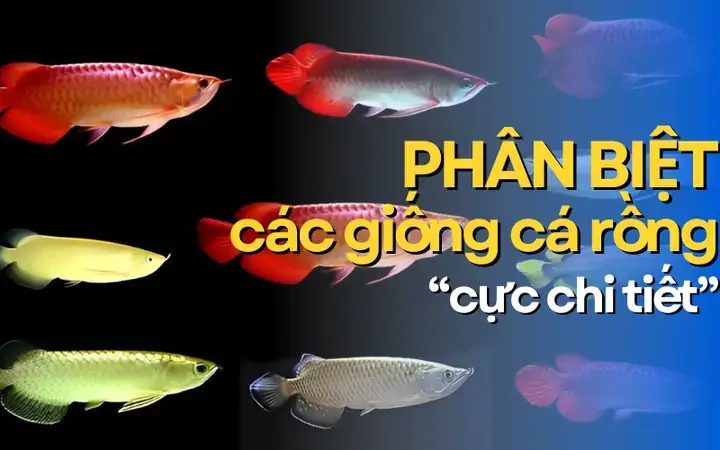 Cá Rồng Trống Mái Cá Rồng Trống Mái