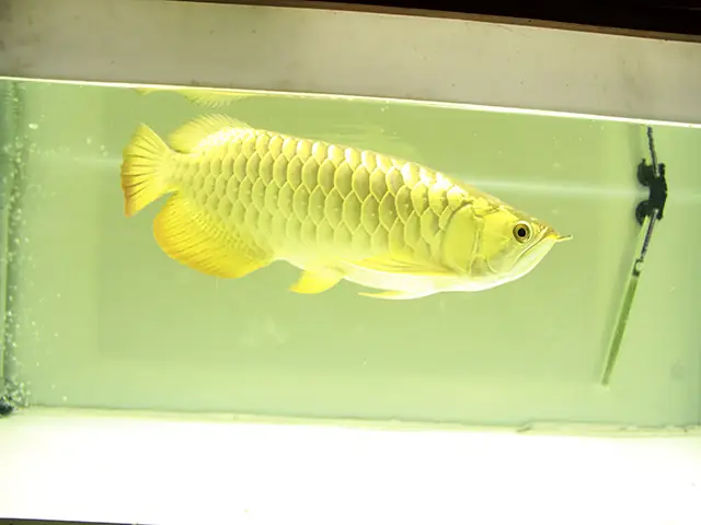 Cá Rồng Vàng 24k