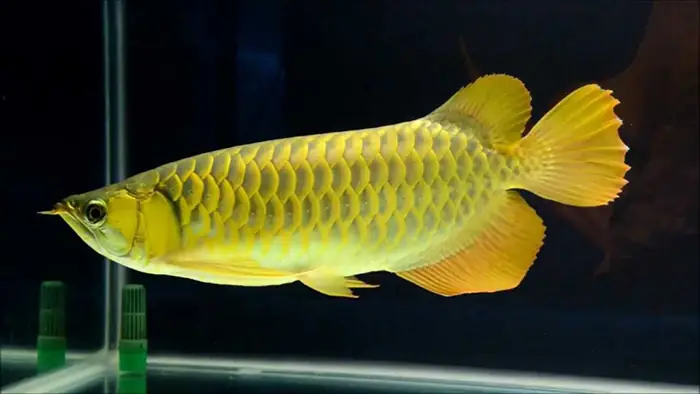Cá Rồng Vàng 24k 9999 Cá Rồng Vàng 24k 9999