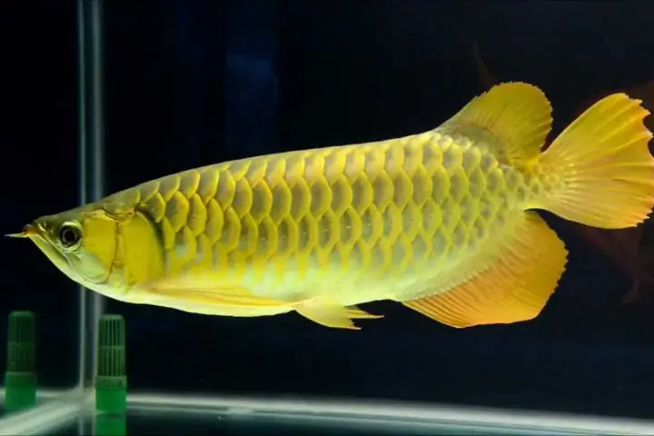 Cá Rồng Vàng Giá Bao Nhiêu