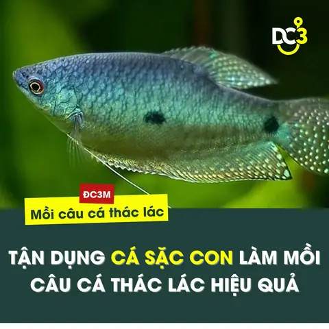 Cá Sặc Ăn Mồi Gì