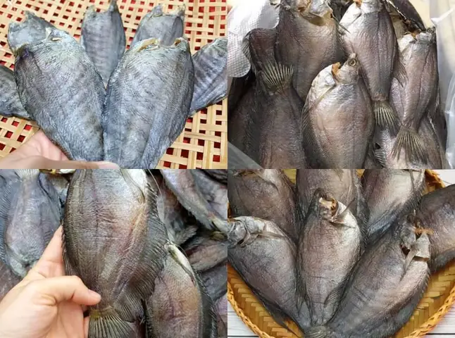 Cá Sặc Bổi Là Gì Cá Sặc Bổi Là Gì