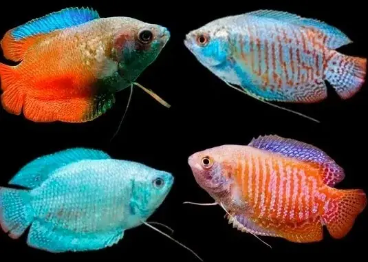 Cá Sặc Gấm Sinh Sản Cá Sặc Gấm Sinh Sản