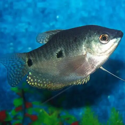 Cá Sặc Nước Ngọt
