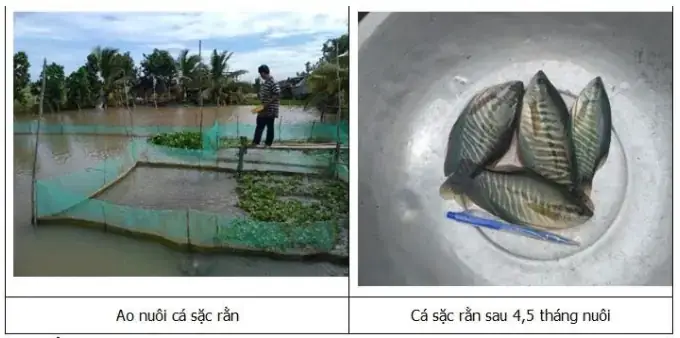 Cá Sặc Rằn Nuôi Bao Lâu