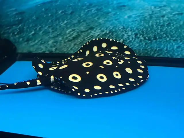 Cá Sam Black Diamond