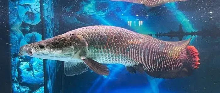 Cá Săn Mồi Đẹp Cá Săn Mồi Đẹp