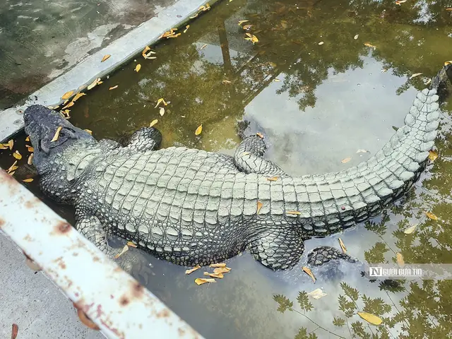 Cá Sấu Chúa Khổng Lồ