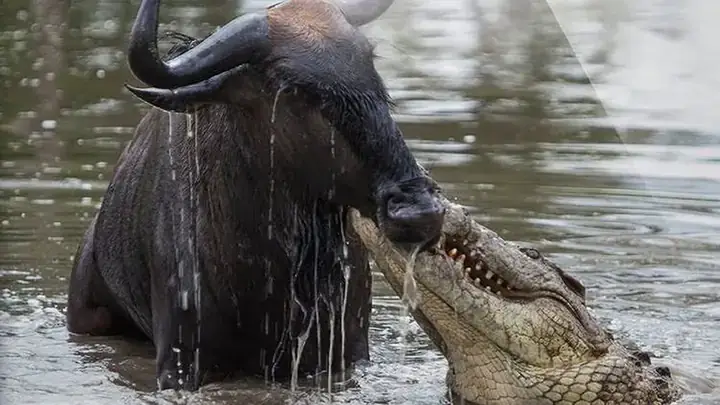 Cá Sấu Có Bao Nhiêu Răng Vĩnh Viễn