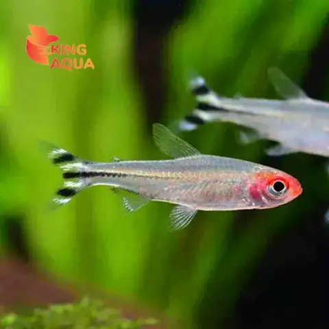 Cá Sóc Đầu Đỏ Giá Bao Nhiều