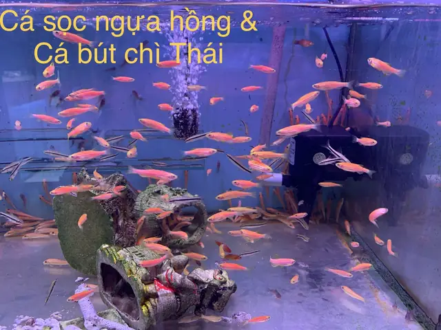 Cá Sọc Ngựa Đỏ Cá Sọc Ngựa Đỏ