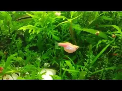 Cá Sọc Ngựa Sinh Sản