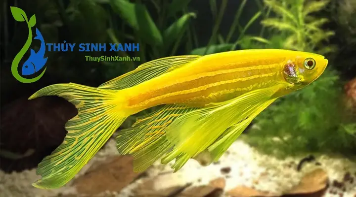 Cá Sọc Ngựa Vàng Cá Sọc Ngựa Vàng