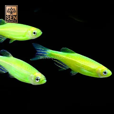 Cá Sọc Ngựa Xanh Lá Cá Sọc Ngựa Xanh Lá