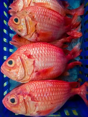 Cá Sơn Đá Đỏ Cá Sơn Đá Đỏ