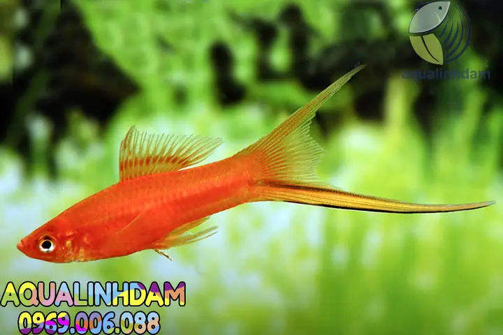 Cá Song Kiếm Đỏ Cá Song Kiếm Đỏ