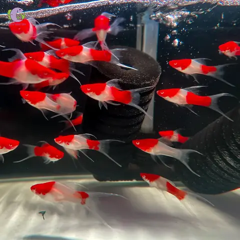 Cá Song Kiếm Koi
