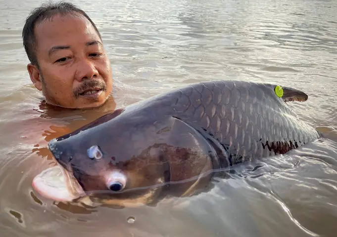 Cá Sông Mê Kông Cá Sông Mê Kông