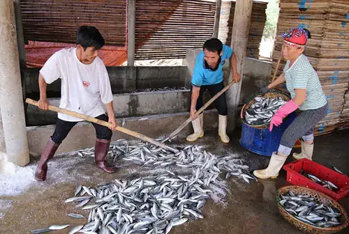 Cá Sống Ở Tầng Giữa Cá Sống Ở Tầng Giữa