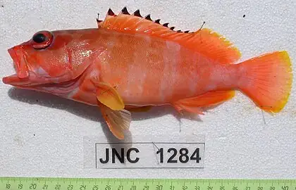 Cá Song Sọc Ngang Đen Cá Song Sọc Ngang Đen
