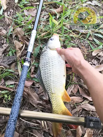 Cá Sông Tự Nhiên Cá Sông Tự Nhiên